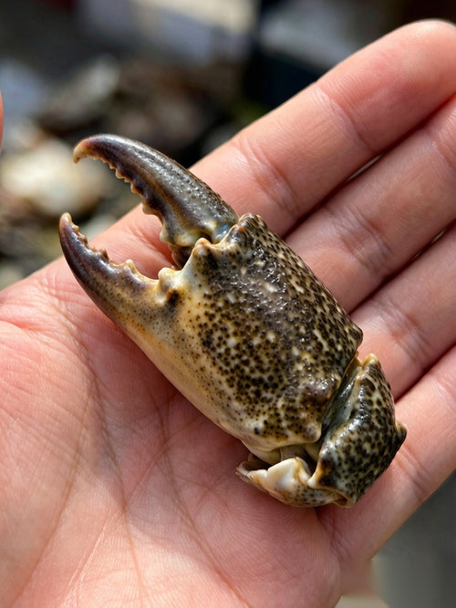 Fresh Mud Crab (Red-Roe, 500g)