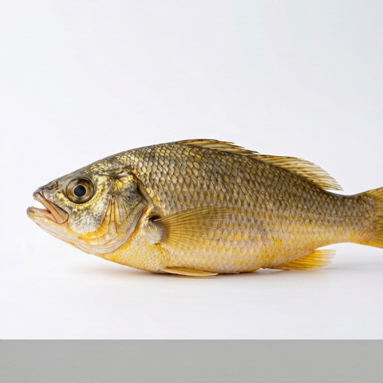 Fresh Yellow Croaker (Wild, 75–100g)